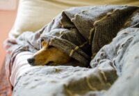 ペット用品・飼料の卸売のPEEK A ZOOが関通のランサムウェアとサイバー攻撃により商品の入荷/出荷が停止