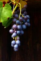 grape SHOPが関通のランサムウェアとサイバー攻撃により個人情報漏洩の可能性を発表